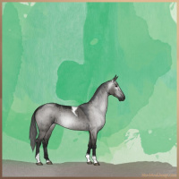Horse Color:Gray Smoky Grullo Tobiano Brindle 