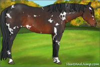 Horse Color:White Spotted Brown 