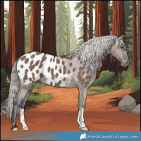 Horse Color:Liver Red Dun Mushroom Appaloosa Brindle