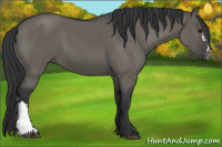 Horse Color:Grullo  and Grullo 