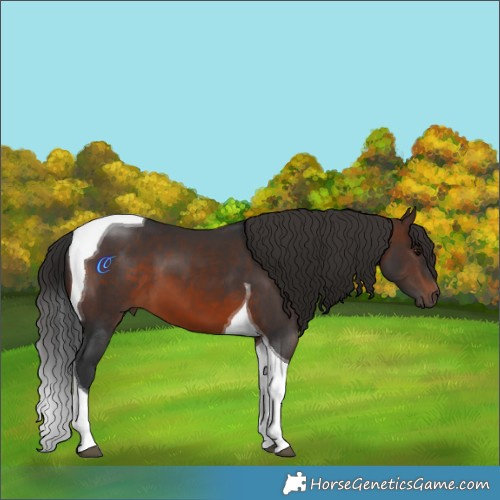 Horse Color:Brown Tobiano 