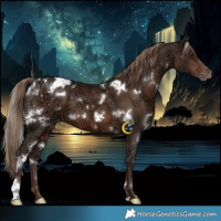 Horse Color:White Spotted Liver Chestnut Ice Appaloosa