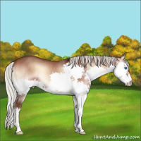 Horse Color:Silver Brown Onyx Splash Rabicano 
