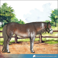 Horse Color:White Spotted Liver Chestnut 