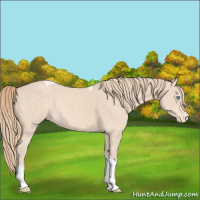 Horse Color:Perlino Tobiano Appaloosa 