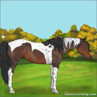 Horse Color:Brown Tobiano 