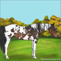 Horse Color:White Spotted Brown Tobiano Appaloosa 