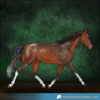 Horse Color:White Spotted Bay 