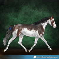 Horse Color:White Spotted Bay Rabicano 