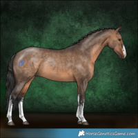 Horse Color:White Spotted Brown Dun Rabicano 
