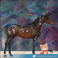 Horse Color:White Spotted Brown