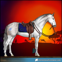 Horse Color:Gray White Spotted Bay Ice Splash Rabicano