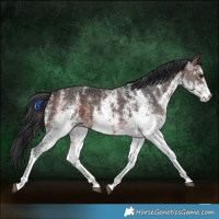 Horse Color:White Spotted Brown 