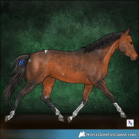 Horse Color:Bay Tobiano 