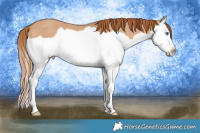 Horse Color:Red Dun Splash Rabicano 