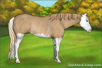 Horse Color:Red Dun Splash Rabicano