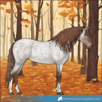 Horse Color:Liver Red Dun Roan Tobiano Rabicano 