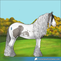 Horse Color:Grullo Splash Tobiano 