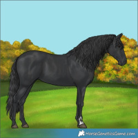 Horse Color:Black  and Black 