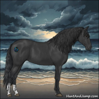 Horse Color:Black and Black