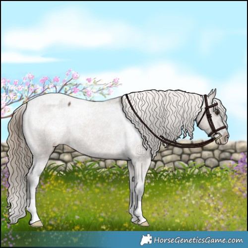 Horse Color:Liver Red Dun Appaloosa Brindle 