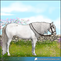 Horse Color:Liver Red Dun Appaloosa Brindle 