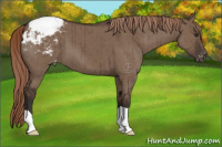 Horse Color:Liver Red Dun Appaloosa Brindle 