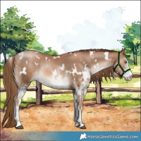 Horse Color:White Spotted Liver Chestnut Pearl Rabicano 