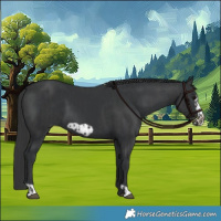 Horse Color:Black and Black Frame