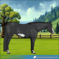 Horse Color:Black  and Black Frame 