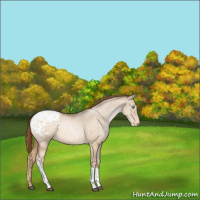 Horse Color:Buckskin Pearl Dun Appaloosa Brindle 