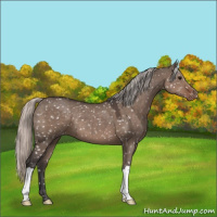 Horse Color:Silver Grullo Appaloosa 