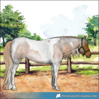 Horse Color:Chocolate Palomino Roan Tobiano 