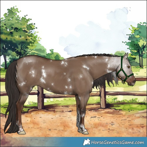 Horse Color:White Spotted Liver Red Dun Tobiano