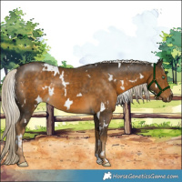 Horse Color:White Spotted Chocolate Palomino Mushroom