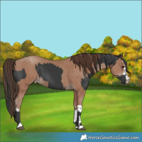 Horse Color:Black and Classic Champagne
