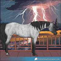 Horse Color:Blue Roan  and Blue Roan 