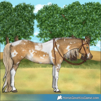 Horse Color:White Spotted Chocolate Palomino Dun Mushroom Tobiano 
