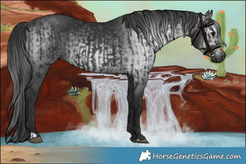 Horse Color:Black  and Gray Black 