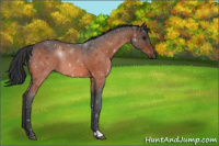 Horse Color:Bay Roan 