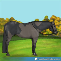 Horse Color:Black and Grullo