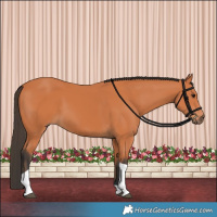 Horse Color:Bay Tobiano