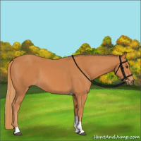 Horse Color:Chestnut Tobiano 