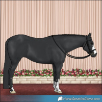 Horse Color:Black 