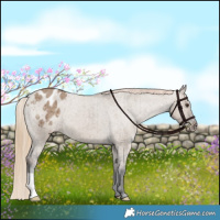 Horse Color:Liver Red Dun Appaloosa Brindle 