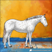 Horse Color:Liver Red Dun Sabino Rabicano 