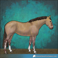 Horse Color:White Spotted Bay Dun Rabicano  and Liver Red Dun Sabino 
