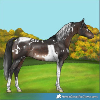 Horse Color:White Spotted Brown Tobiano 