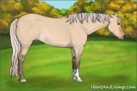 Horse Color:Silver Bay Roan Dun 