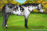 Horse Color:Gray Black  and Gray Black 